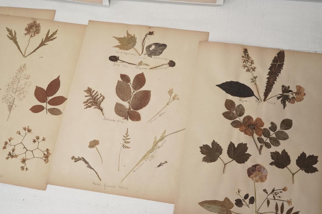 1895年 植物標本11枚セット フランスアンティーク 押し花 ドライフラワー