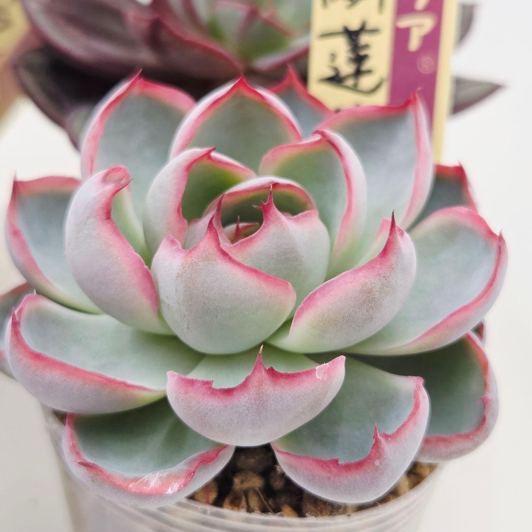 M*˚様 ⑲大きめ苗! そわそわ❣️青鬼❣️龍鱗蓮華❣️おらいさん発根済 6苗メ