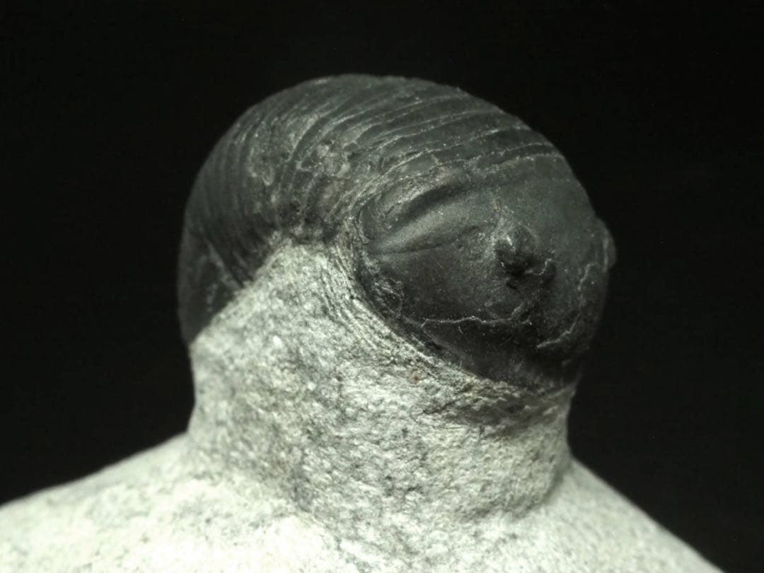 三葉虫　Parahomalonotus planus パラホマロノトゥス　化石