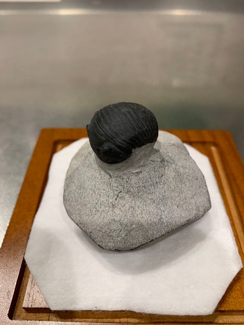 三葉虫　Parahomalonotus planus パラホマロノトゥス　化石