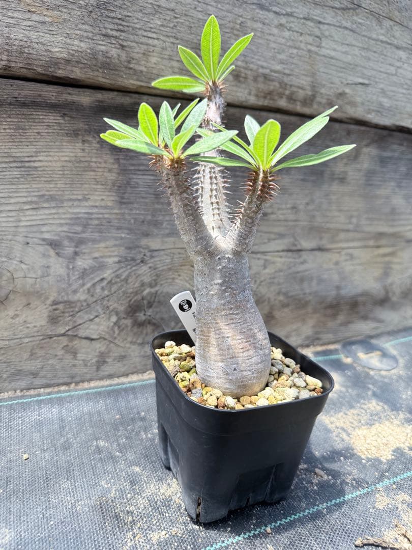 GP パキポディウム マカイエンセ　現地球