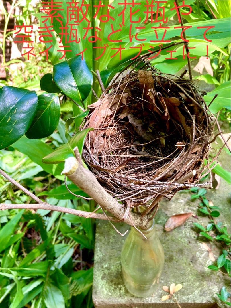 天然野生＊野鳥＊とっても可愛い枝付き【鳥の巣】巣＊小鳥の巣＊ネイティブオブジェ