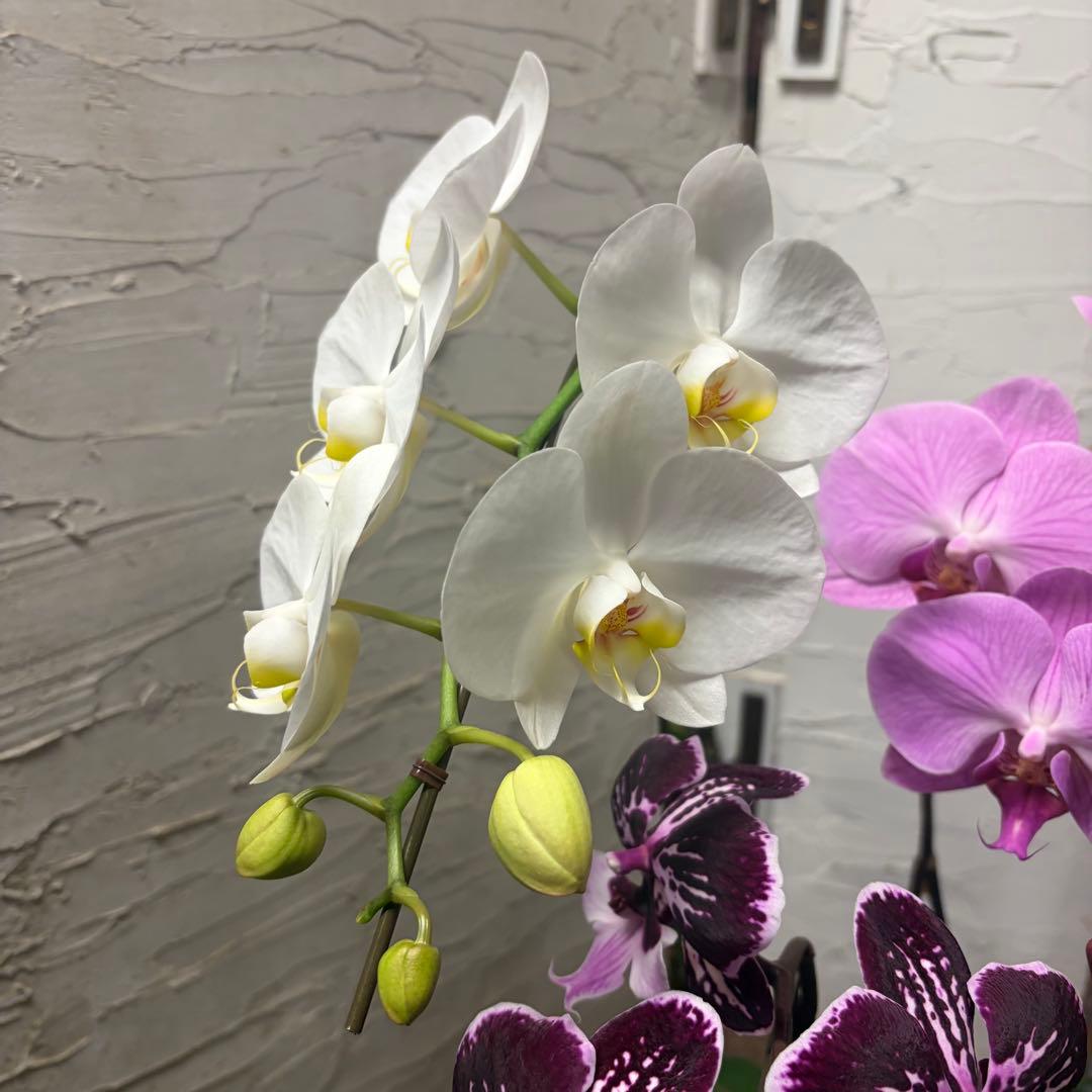 あ*み様 胡蝶蘭　8種8ポット ファレノプシス
