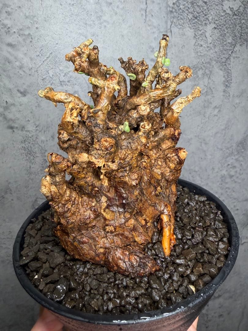 【大株】ケラリアピグマエア　発根確認済