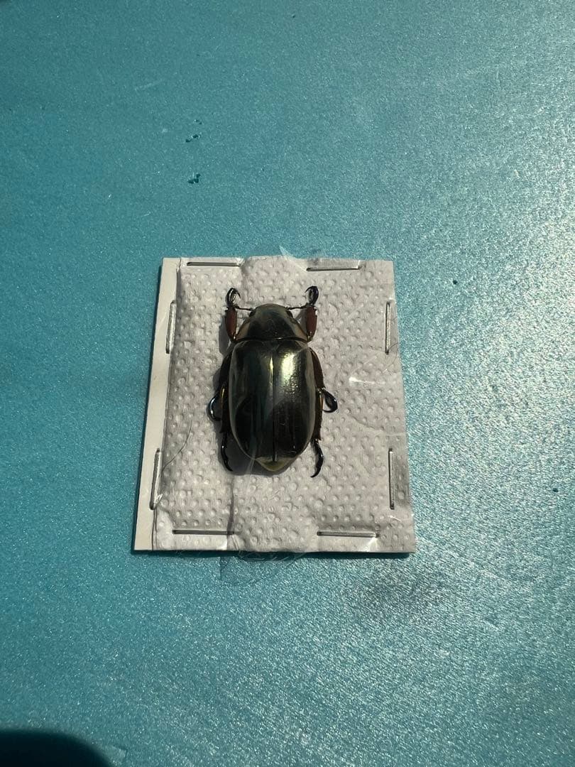 クルサルギレアプラチナコガネ！標本！160