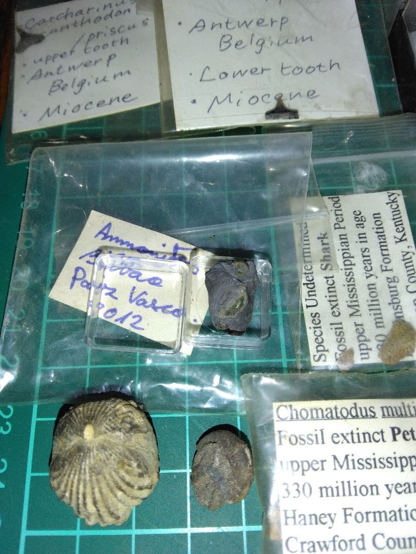 世界の化石　まとめ売り　化石　アンモナイト　巻き貝　ウミユリ　サメの歯化石