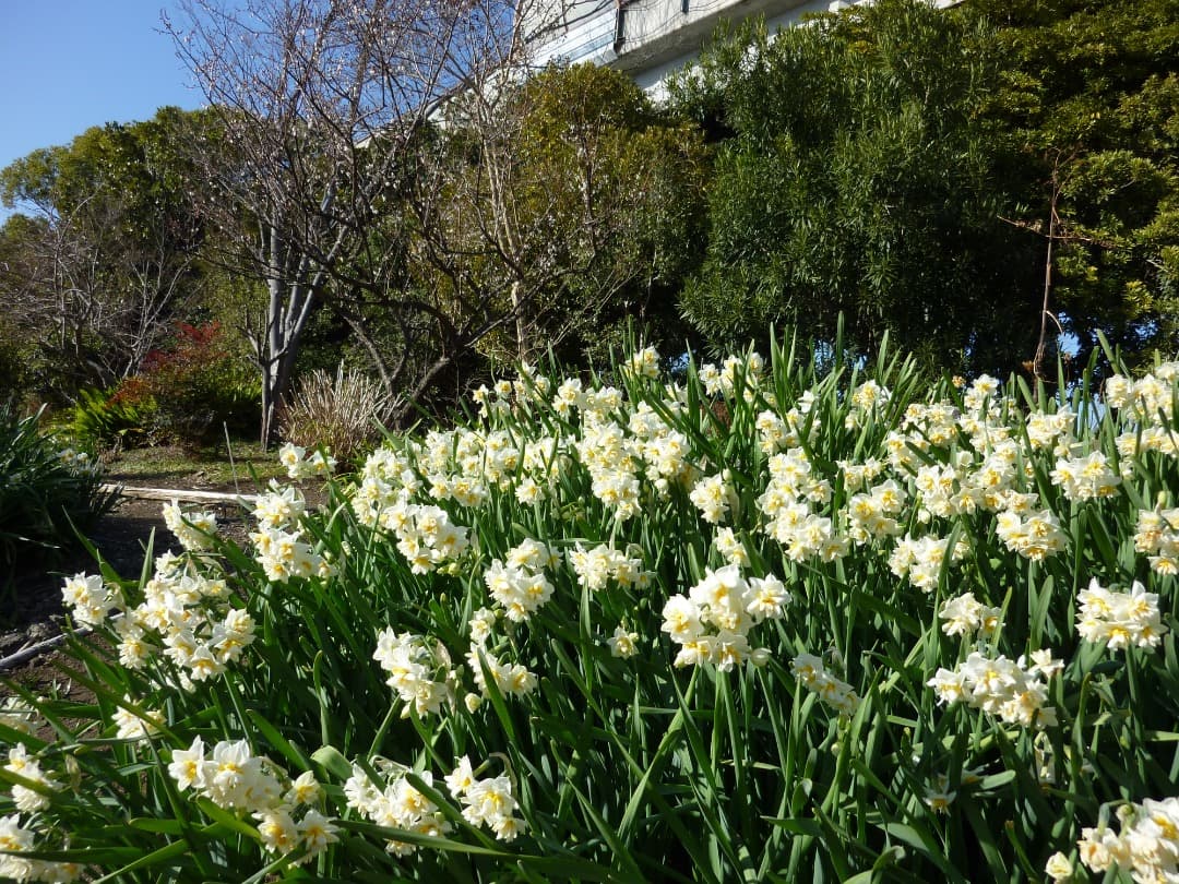 実写良⭕️【動作確認済】Panasonic LUMIX DMC-ZX1