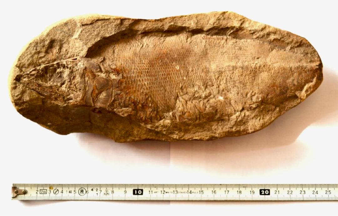 凡そ一億年前のブラジル・セアラ州産絶滅古代魚ラコレピスの化石