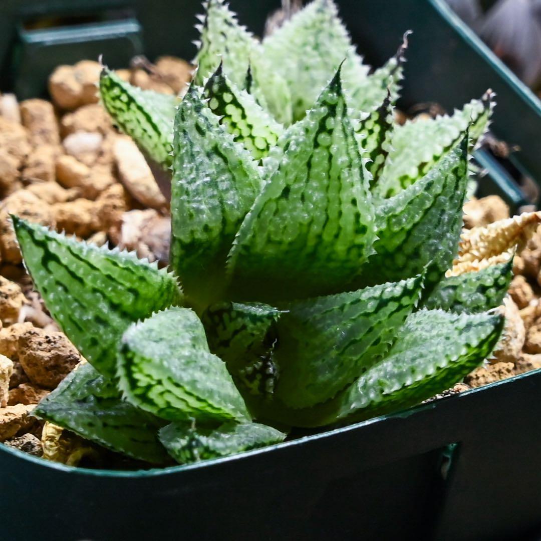 ゴ*ン様 ハオルチア ナイルの雫