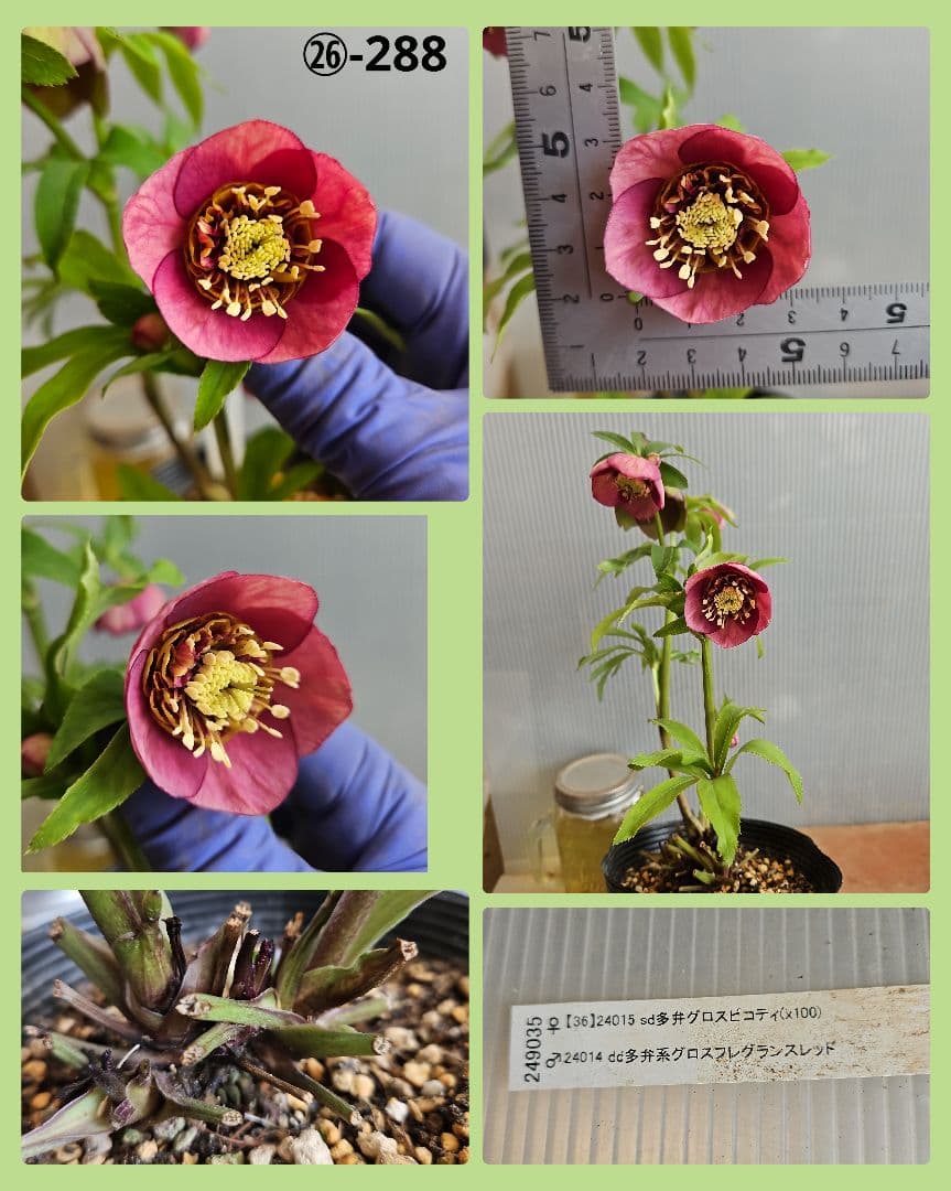 sunshine様ご購入苗㉖-285クリスマスローズ