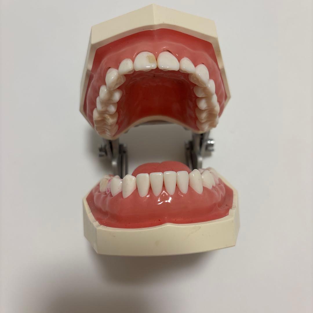 顎模型 NISSIN DENTAL MODEL