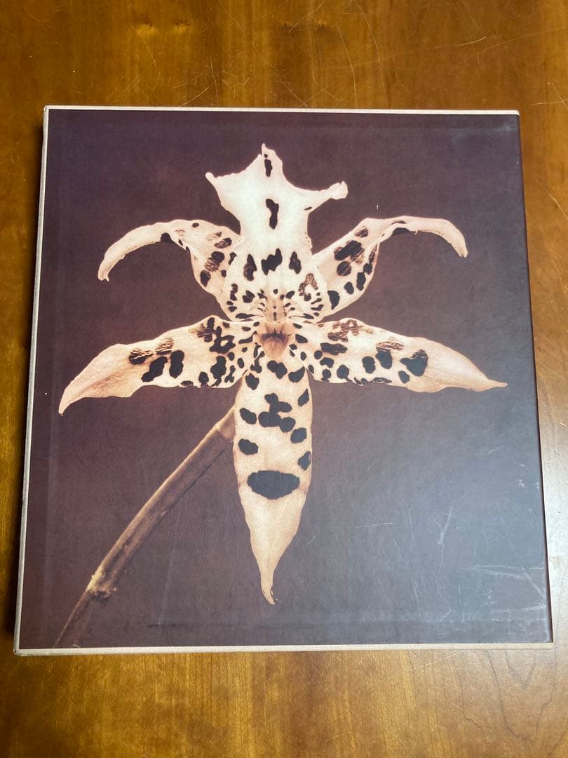 【PISTILS】Robert Mapplethorpeロバート・メイプルソープ