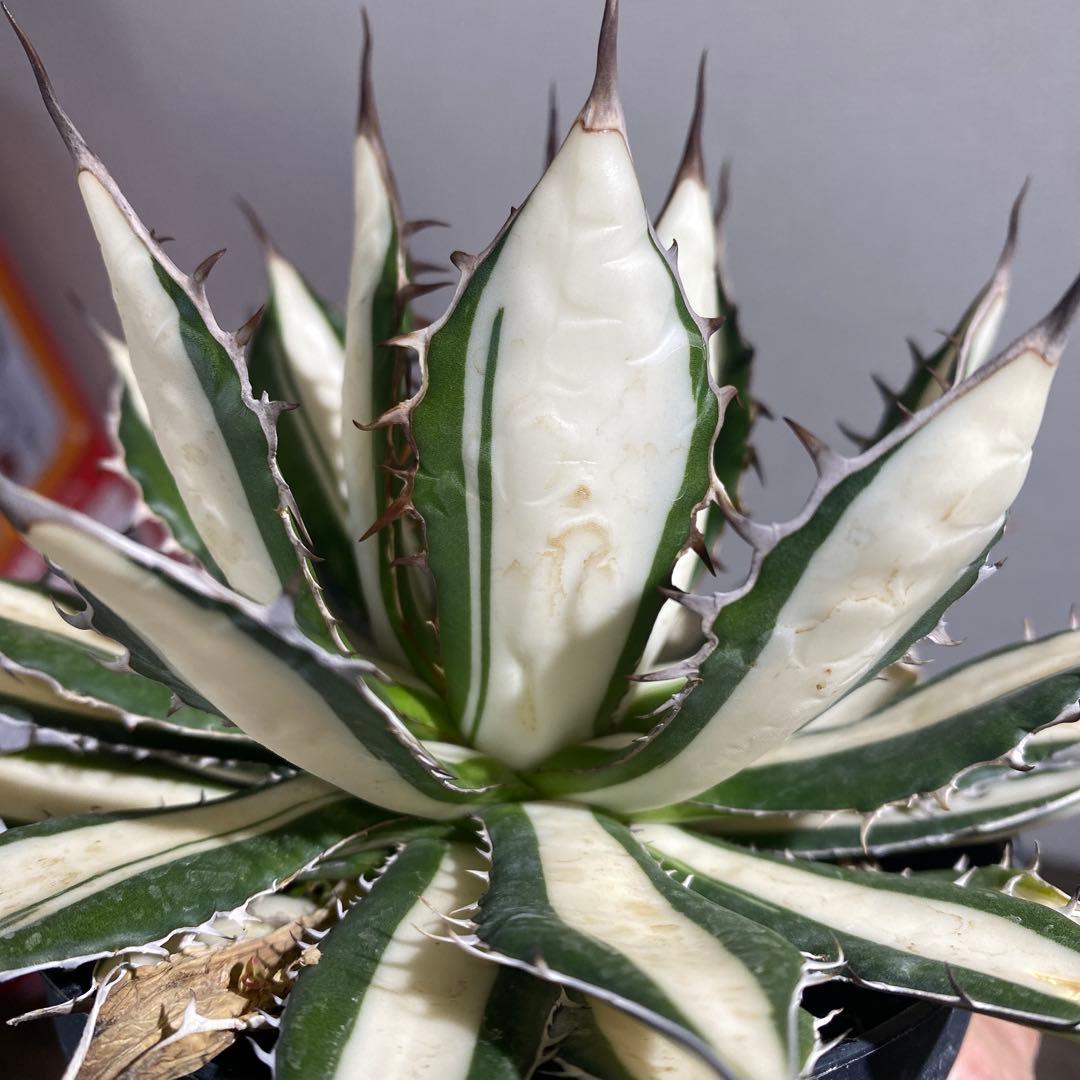 アガベ　ホリダ　白中斑　極上ラスト1