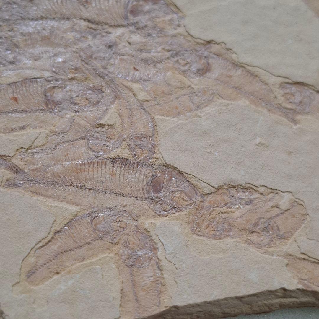 5500万年前の魚化石　ナイティア　Knightia　群体化石　新生代第三紀