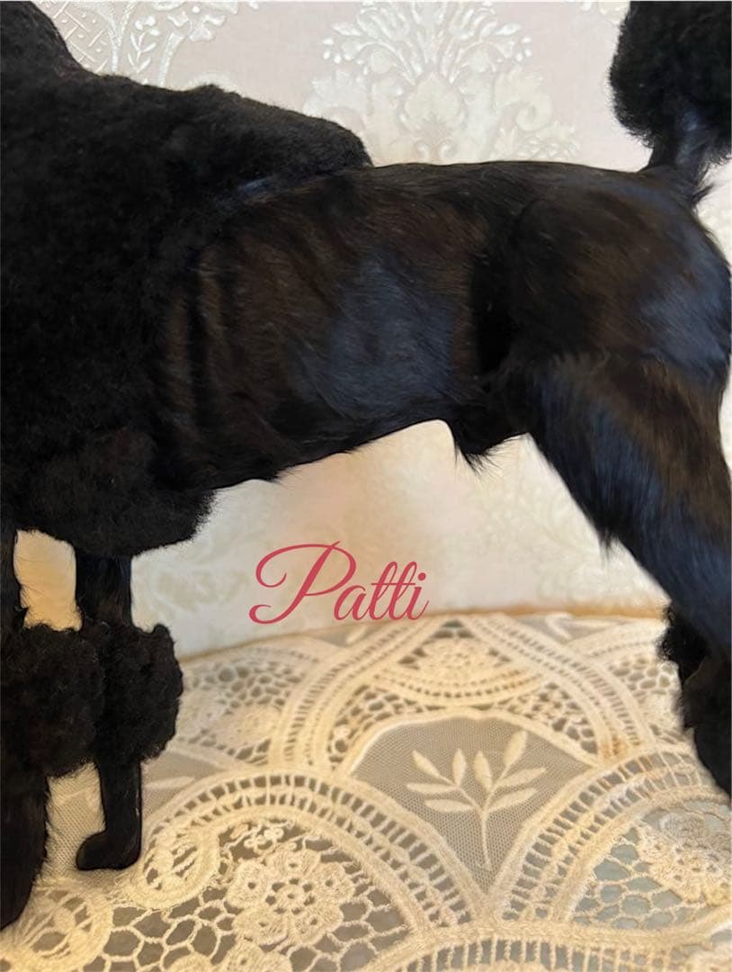 BLACK❤︎ブラックプードル★リアルな置き物❤︎