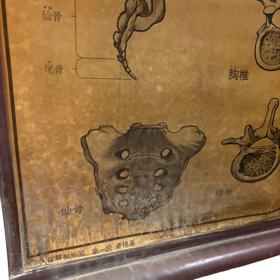 人体解剖図 白骨 人体模型 ヴィンテージ アート アンティーク