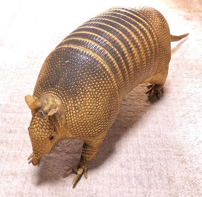 【 ココノオビアルマジロ剥製 】　合法品　完全体（一部修復）　木台付