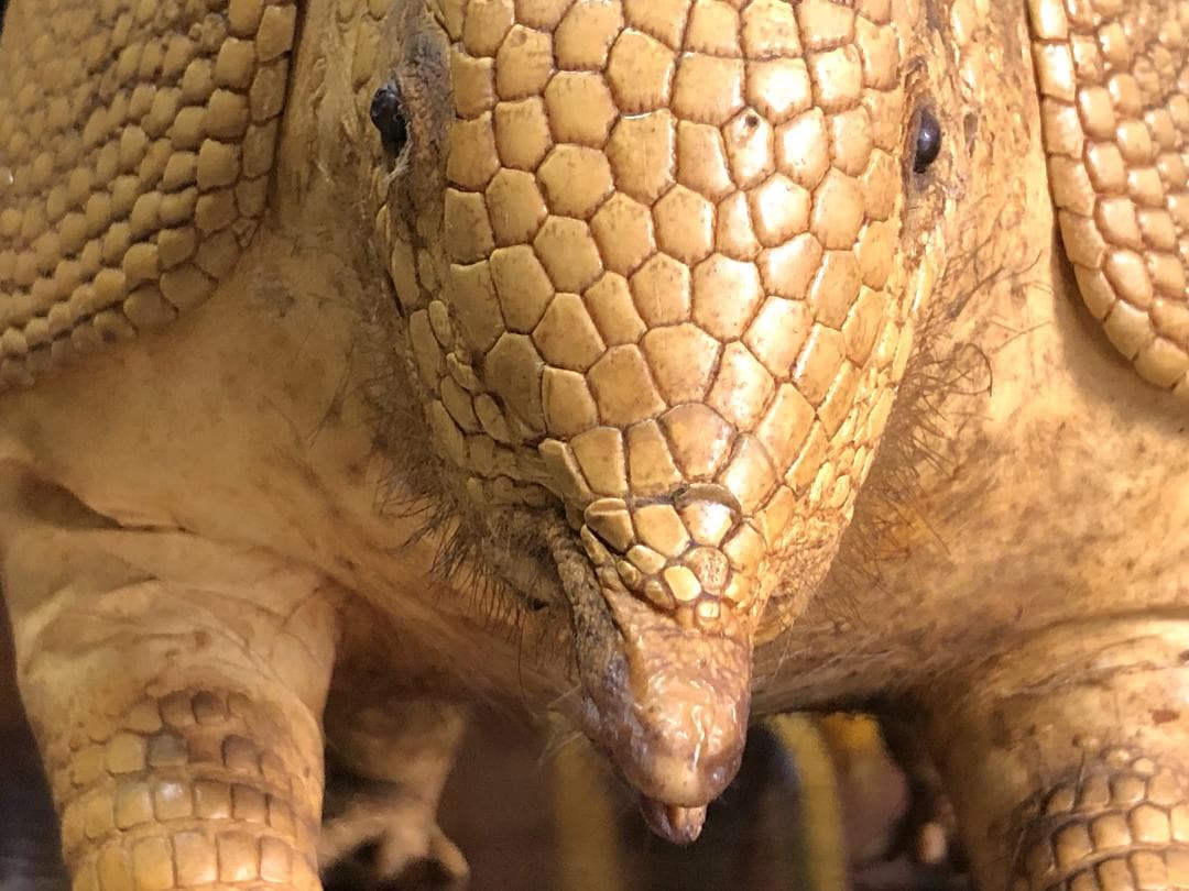 【 ココノオビアルマジロ剥製 】　合法品　完全体（一部修復）　木台付