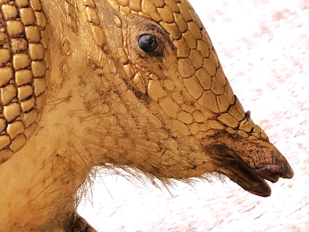 【 ココノオビアルマジロ剥製 】　合法品　完全体（一部修復）　木台付