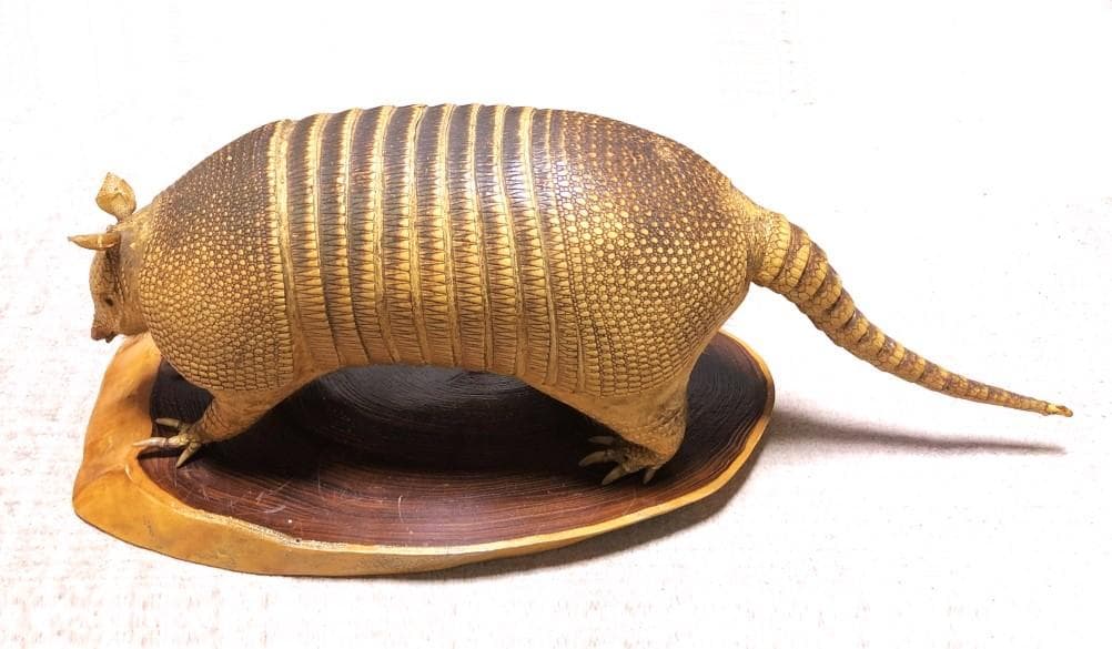 【 ココノオビアルマジロ剥製 】　合法品　完全体（一部修復）　木台付