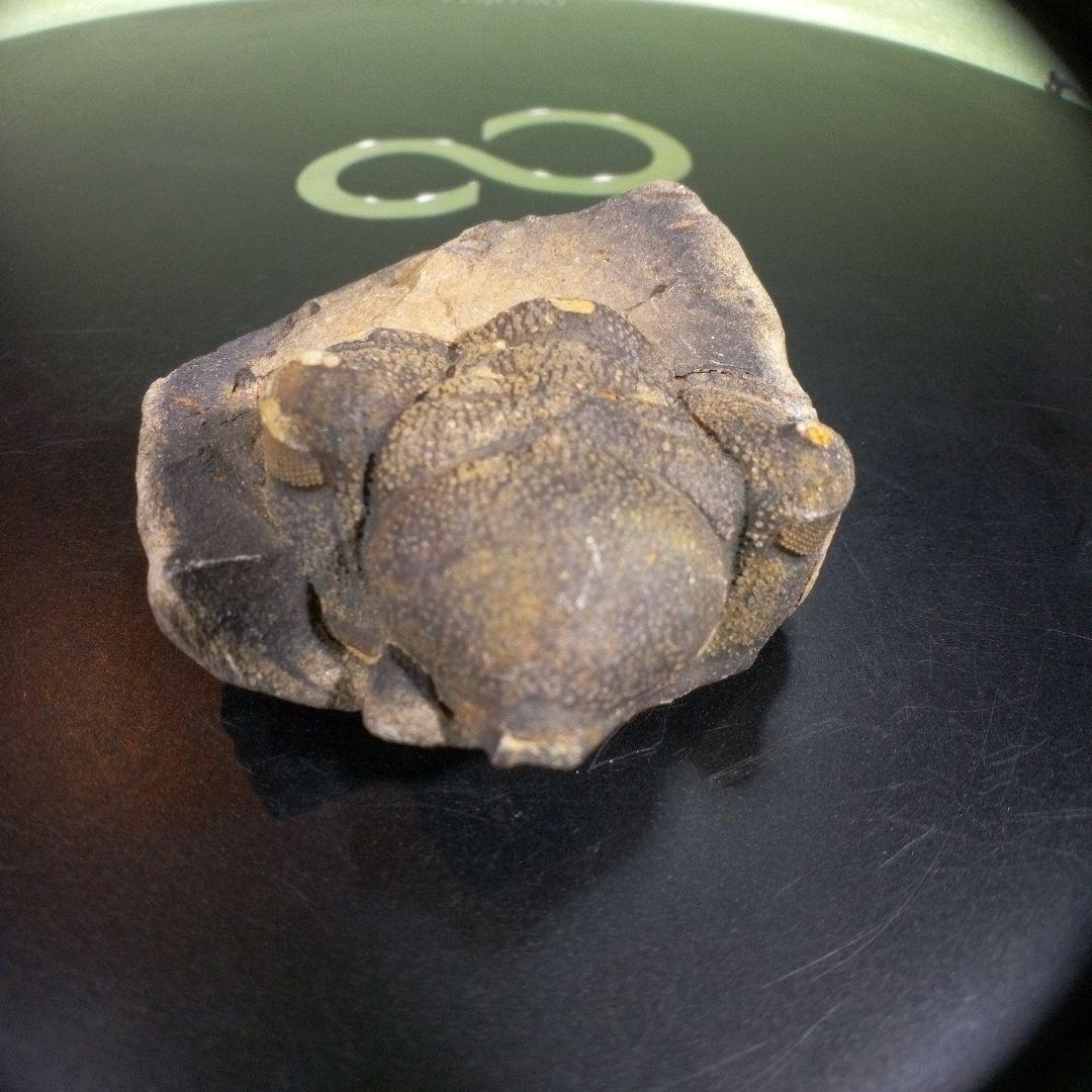 三葉虫　化石　fossil　海　ボリビア産　trilobite　ボリビア化石郡⑩