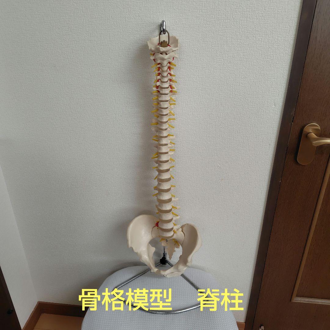 骨格標本　骨格模型　脊柱模型 スタンド付き