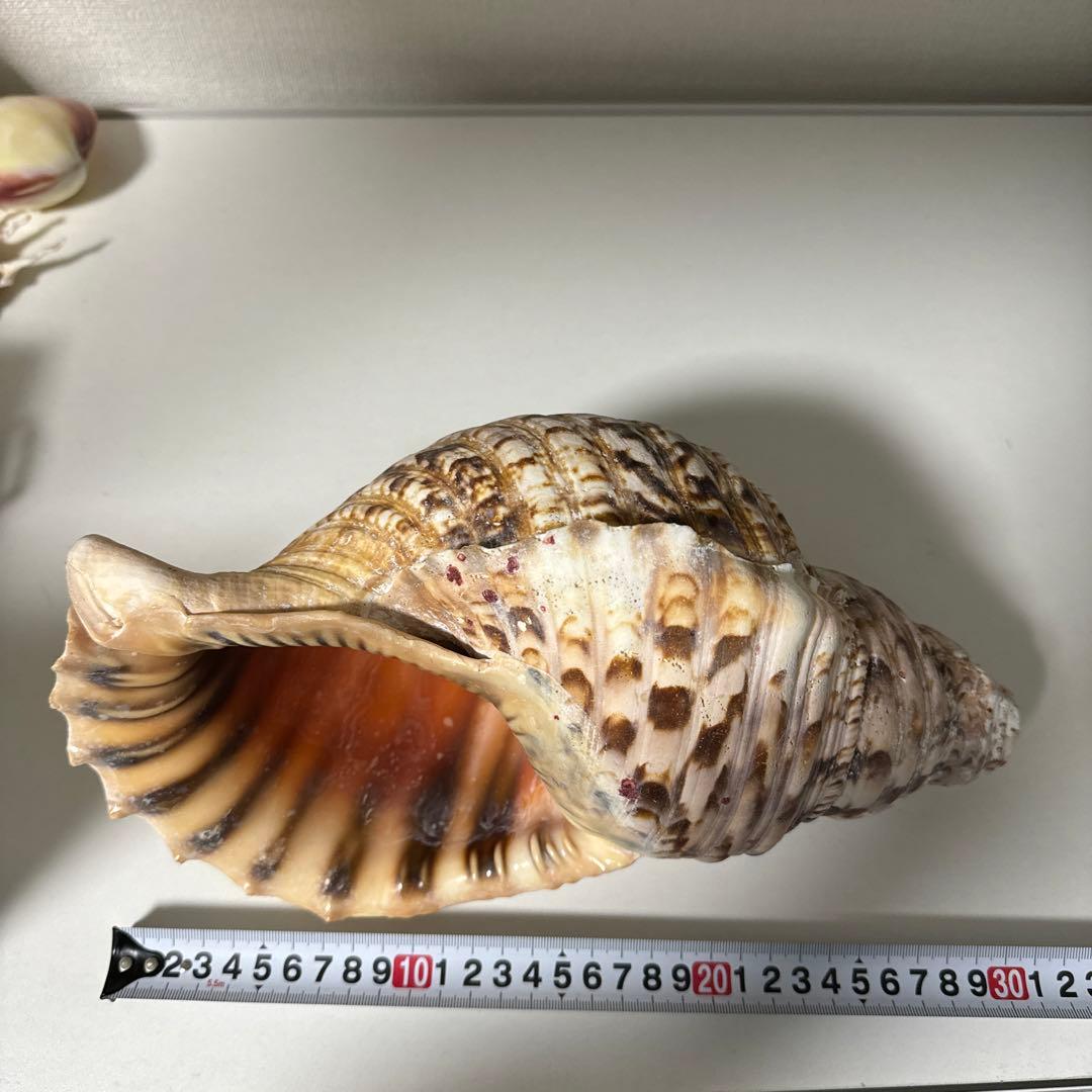 法螺貝 貝殻 標本 先端加工済み 約300mm