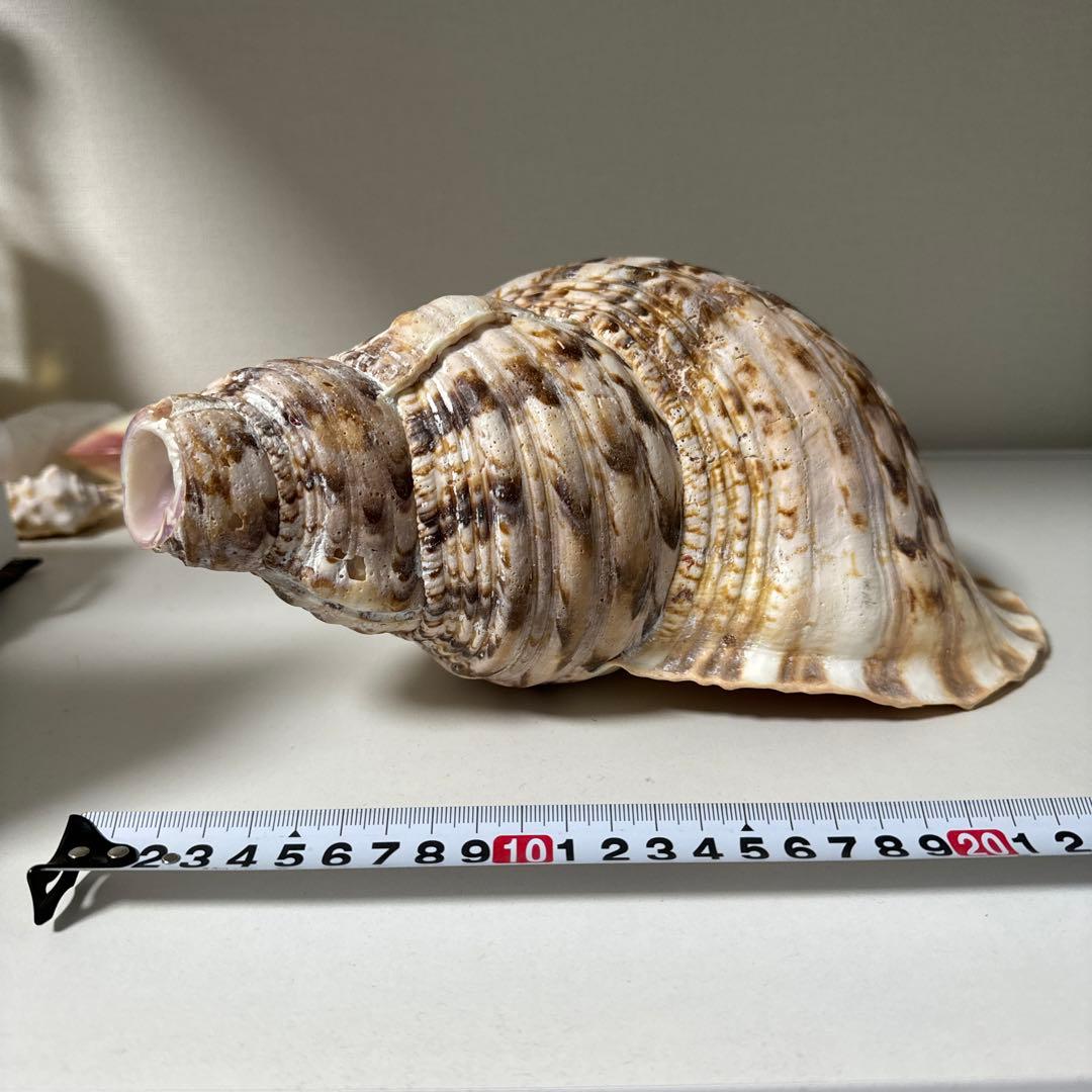 法螺貝 貝殻 標本 先端加工済み 約300mm