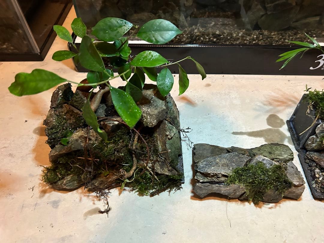 コトブキオールガラス水槽　60センチレイアウト