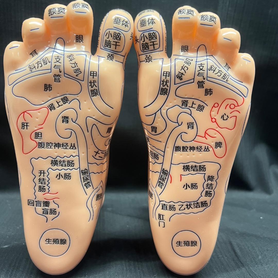 〇Od54 未使用保管品 鍼 ツボ モデル 手 耳 足 3点まとめ