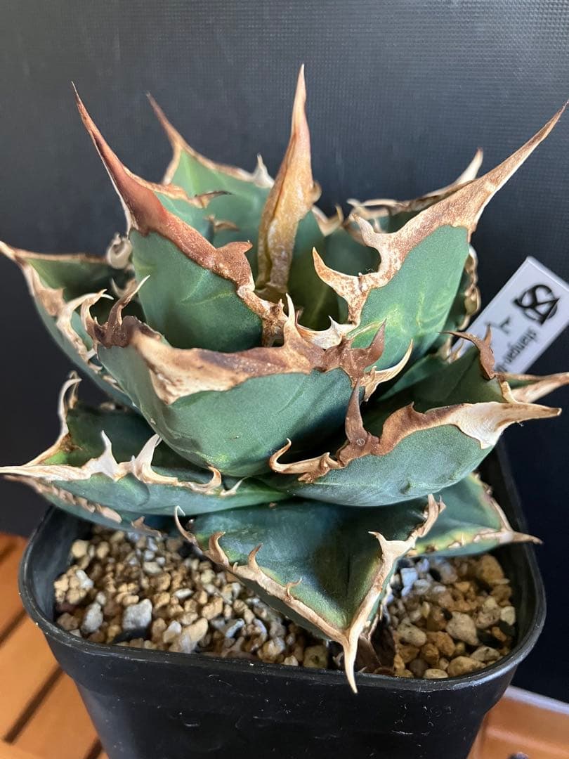 アガべチタノタ バトルウルフ【上澳園芸】タグ付き　【ラスト美品】