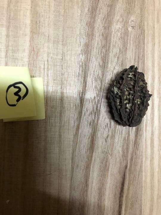 バタグルミ化石　③