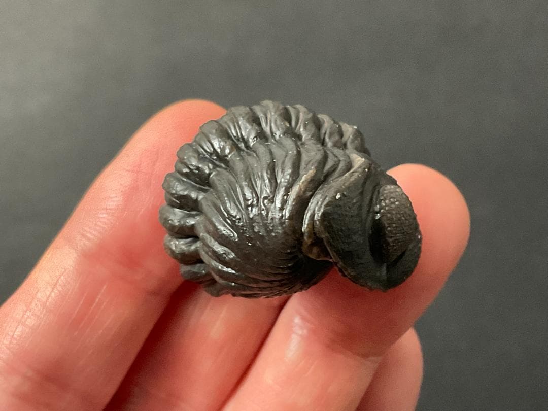 三葉虫 化石 [PH68] ペディノパリオプス 防御態勢 防御姿勢 エンロール