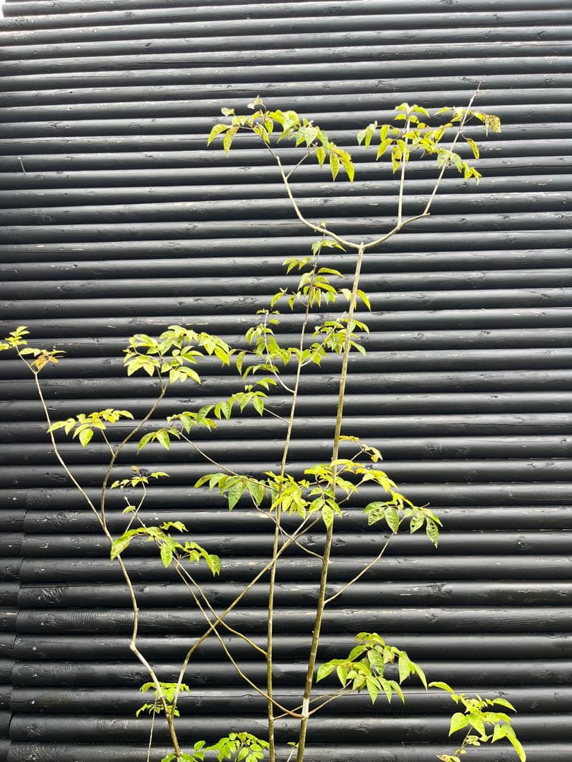 山採り天然　アオダモ　６本株立　50