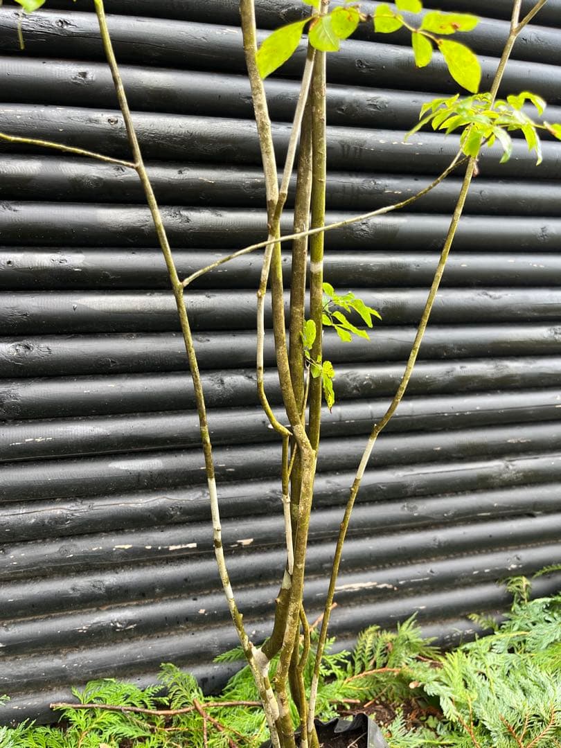 山採り天然　アオダモ　６本株立　50