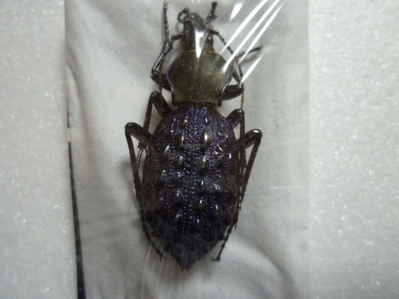 【外国産オサムシ標本】緑と紫のイボカブリモドキ/湖北省.恩施産/41mm