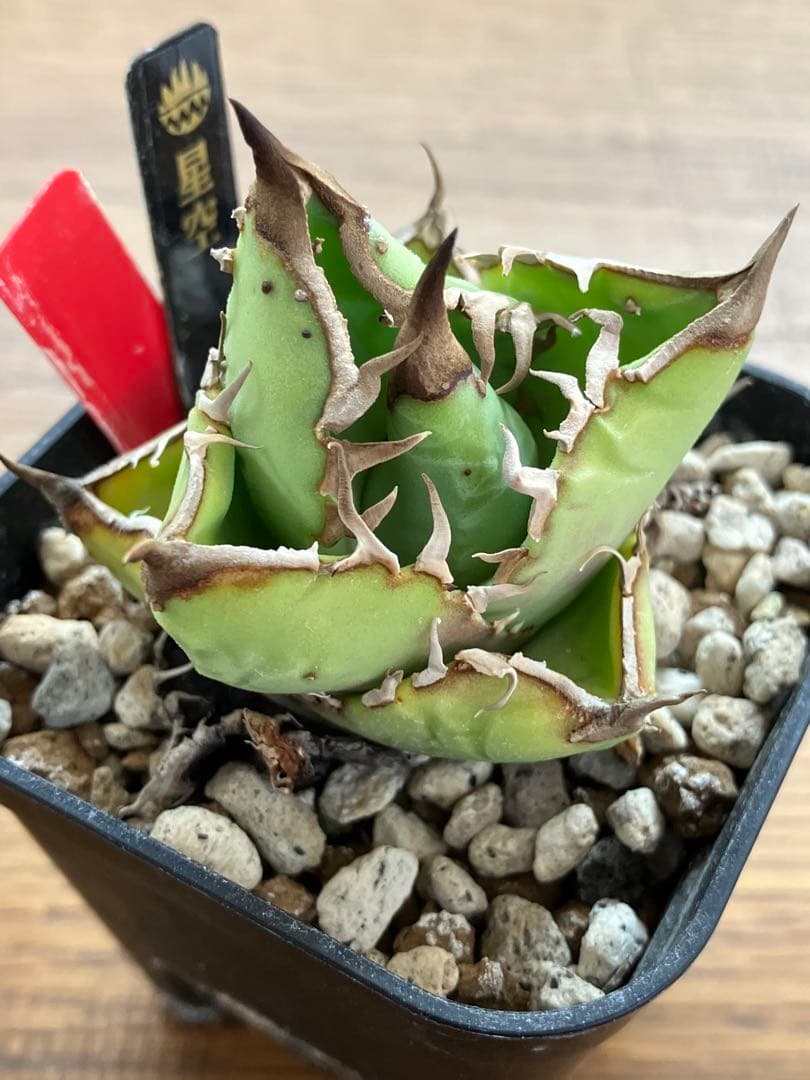 【初売りセット11】101 ぶつぶつ　アガベ　鰐亀/星空　　TC2株　上澳園芸