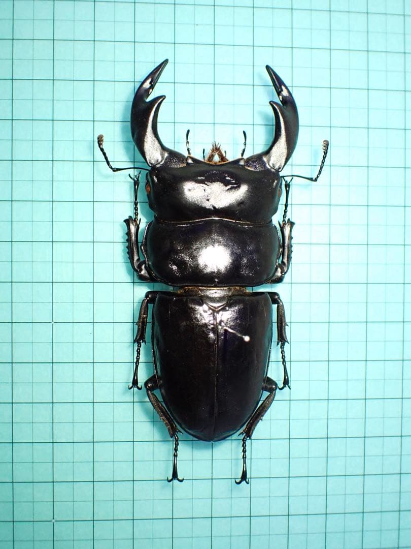 【標本】アンタエウスオオクワガタ　インド産　88.3ミリ　飼育品