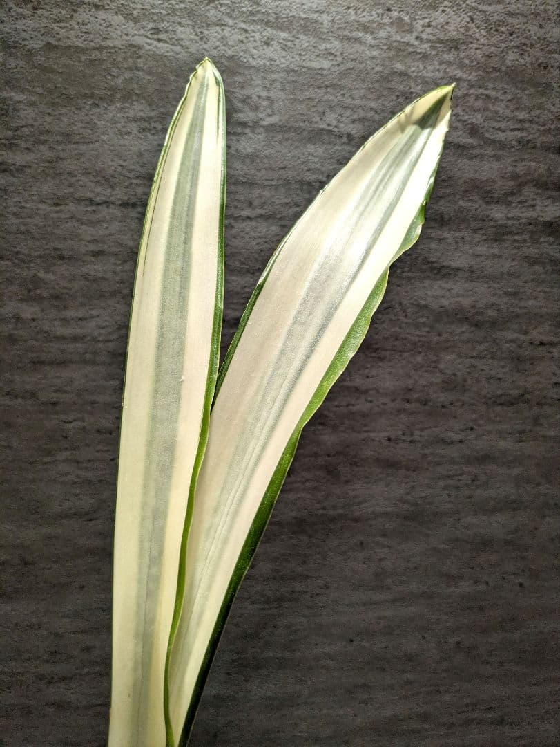 祥*作様 サンスベリア　ビューティークイーン　超特大苗　ロリダ　サボテン　アガベ