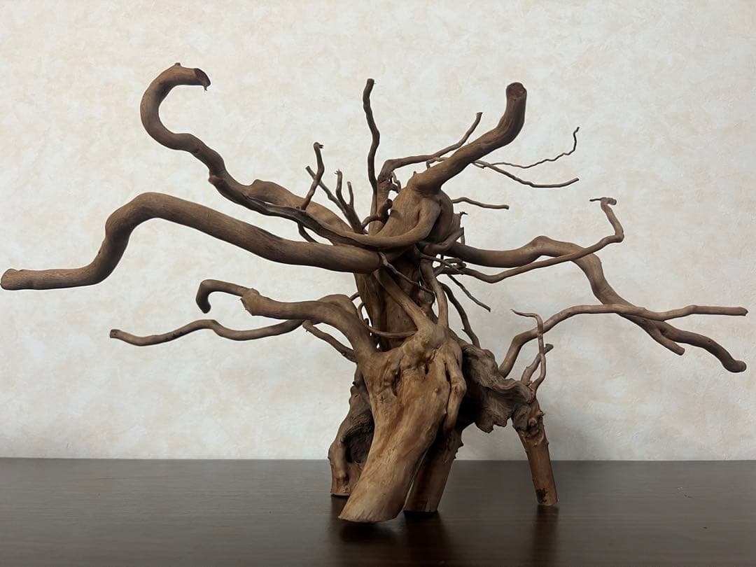 22321 ブランチウッド　流木　アクアリウム 沈水確認済