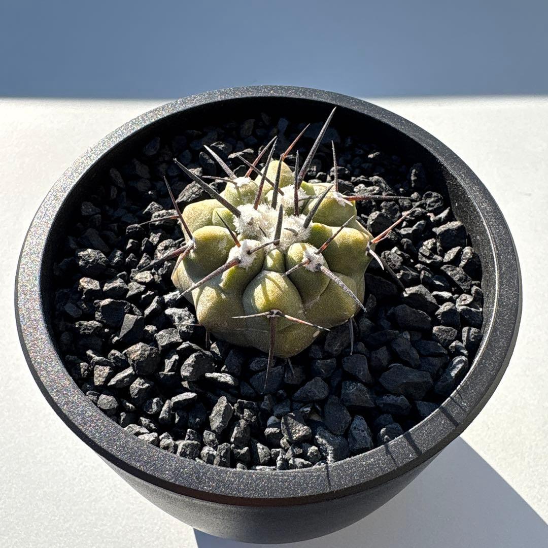 コピアポア　黒王丸　実生