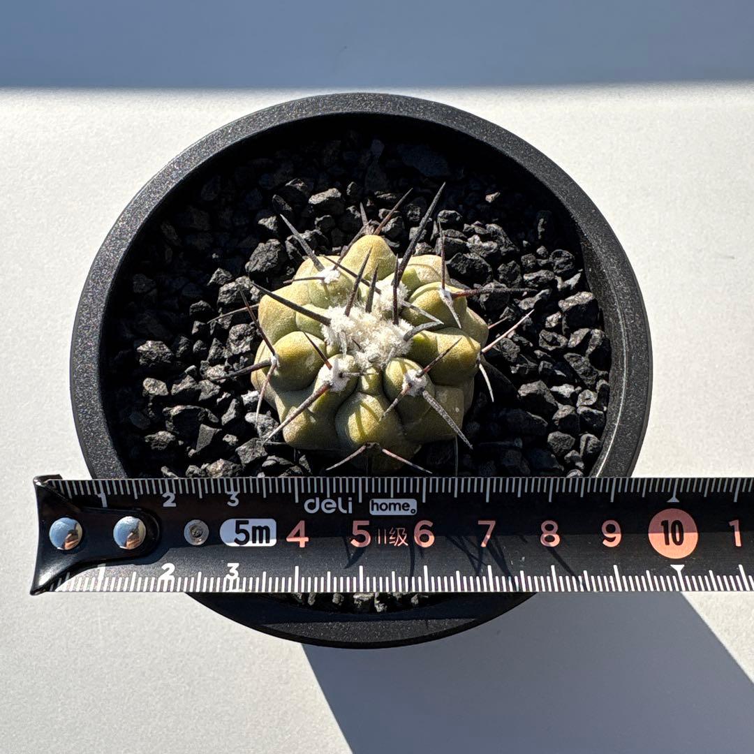 コピアポア　黒王丸　実生