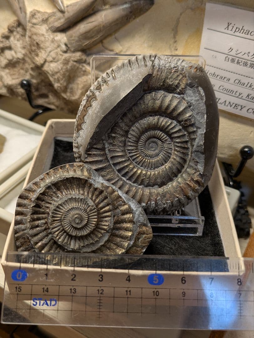 アンモナイト　化石　最高品位　レア産地　標本　鉱物