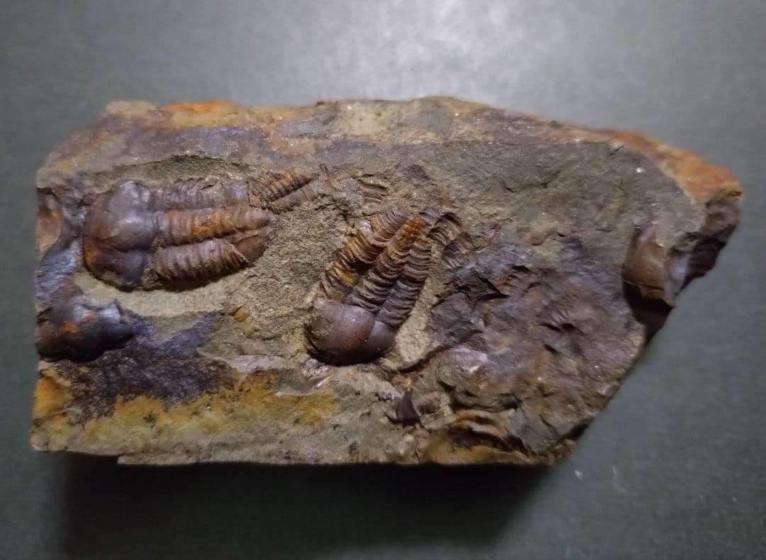 【カンブリア紀】チェツェ産珍しい三葉虫 エリプソセファルス・ホッフィの化石
