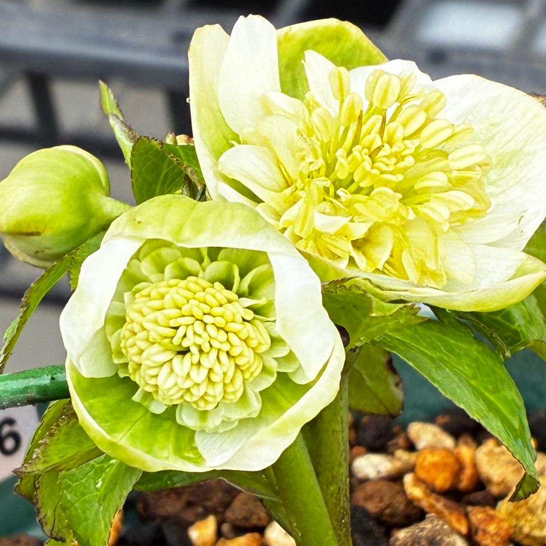 ラ*ク様 3446☘️花タグ付☘️超SD⭐️超小輪⭐️超コンパクト⭐️コロコロ手