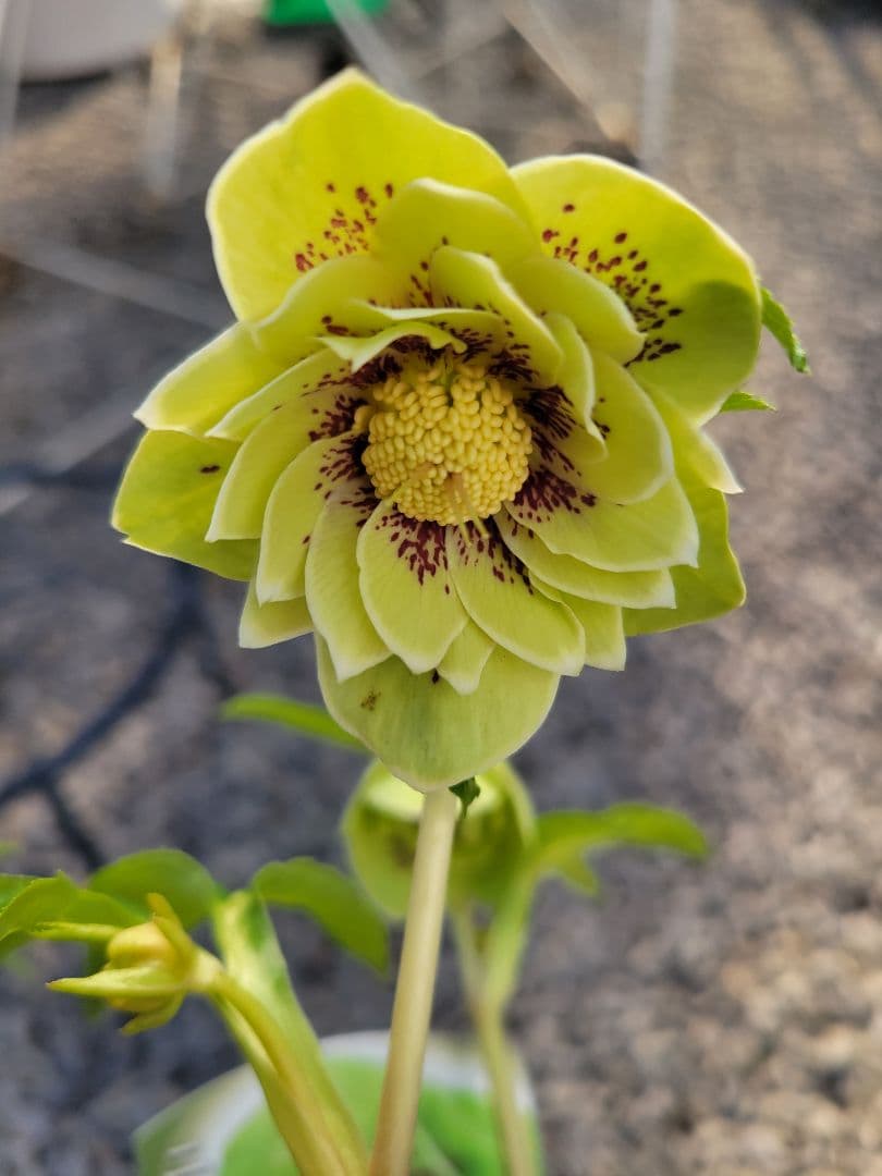 衛*様 クリスマスローズ　グリーンブロッチ　爪白