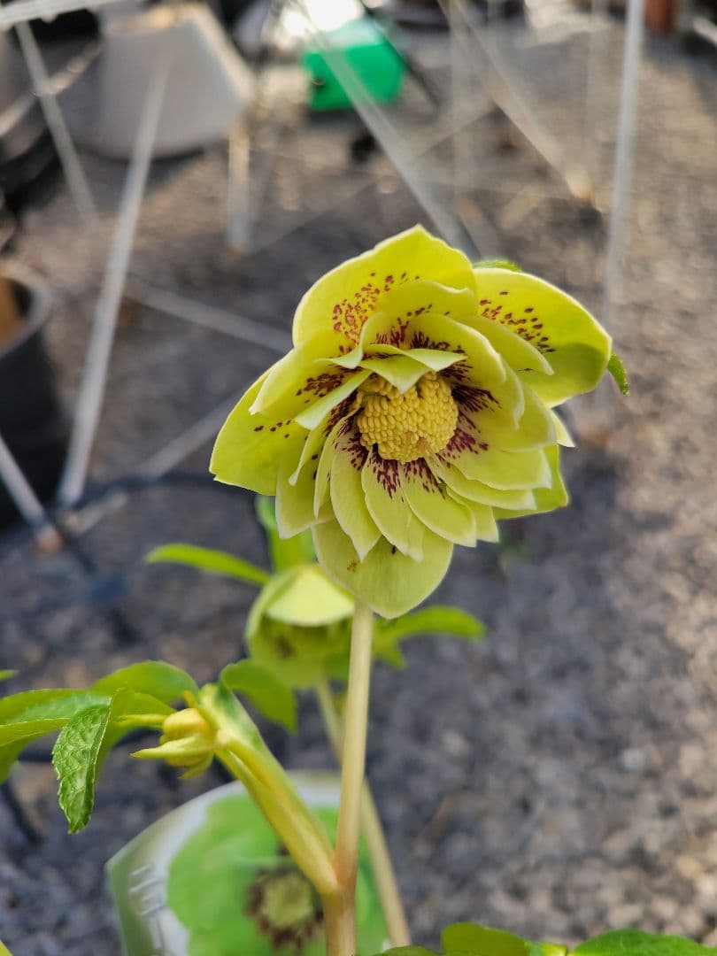 衛*様 クリスマスローズ　グリーンブロッチ　爪白