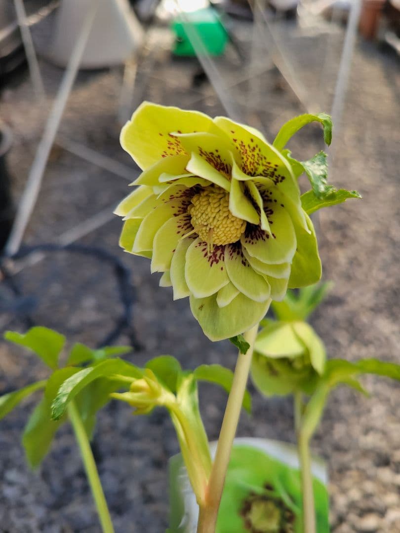 衛*様 クリスマスローズ　グリーンブロッチ　爪白