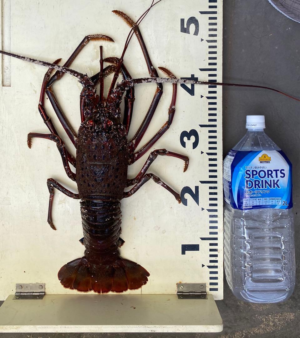 穴釣り竿 伊勢海老竿 ハンドメイド 布袋竹 テトラ ヘチ 和竿 漆塗り 研ぎ出し