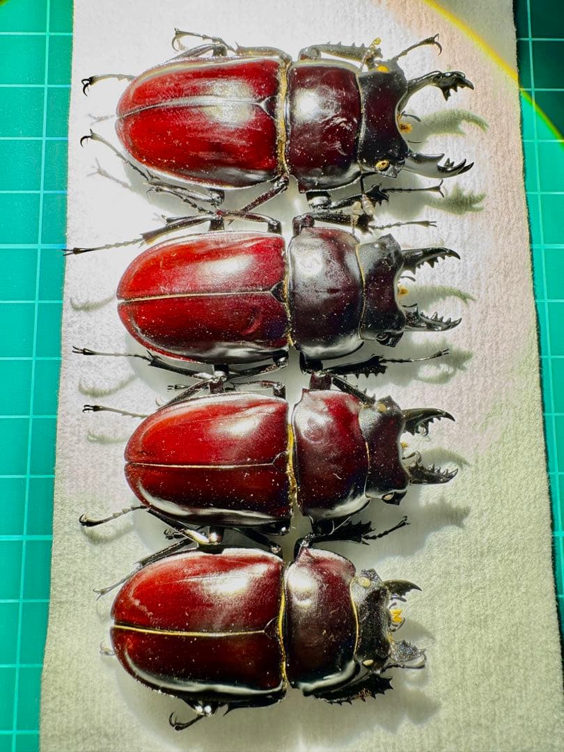 ヤエヤママルバネクワガタ 規制前標本